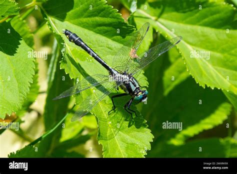 Beautiful Horned Granny Sitting On A Leaf Near Her Pond For Breeding