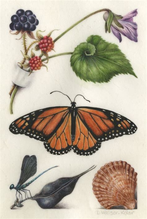 Hoefnagel-Inspired illumination of a monarch butterfly and blackberries ...