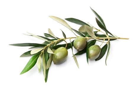 Premium Photo Olives On Branch With Leaves