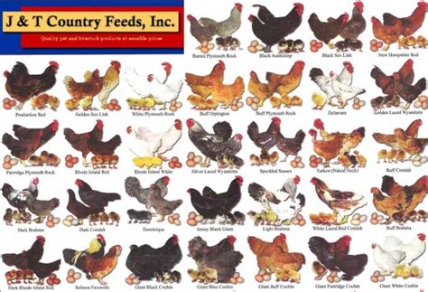 Chickens Chart Of Breeds Survivalexicon