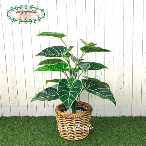 Jual Pohon Daun Alocasia X Semi Latex Artificial Pot Dasar Plastik