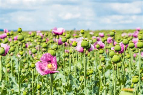Opium Bilder – Durchsuchen 38,924 Archivfotos, Vektorgrafiken und ...
