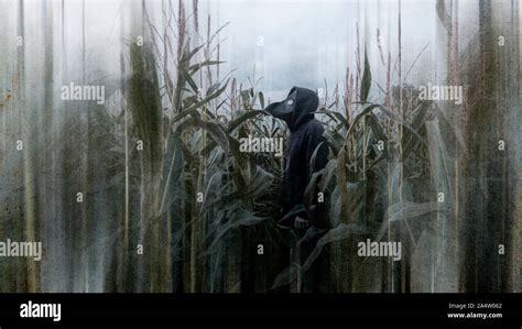 Scary corn field hi-res stock photography and images - Alamy