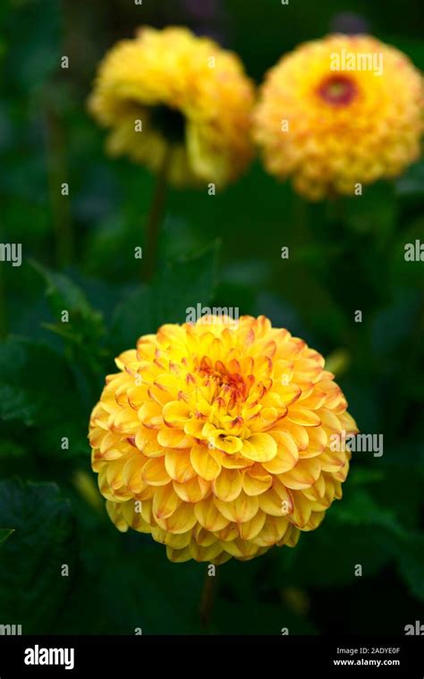 Dahlia Sunny Boyyellow Flowerspom Pom Dahliasflowerflowers