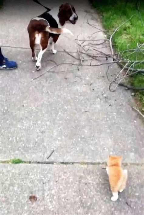 En marchant avec un chien un homme a rencontré un chaton solitaire et