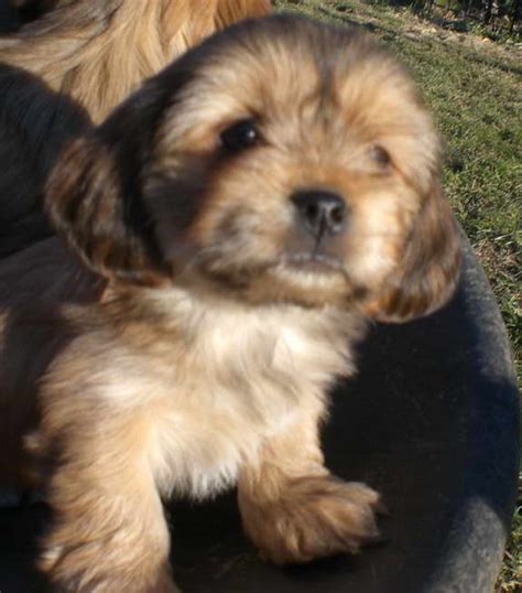 Havanese Terrier Mix Puppies | PETSIDI