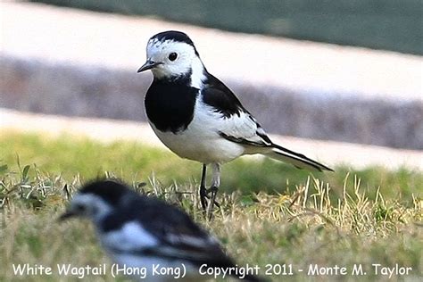 White Wagtail