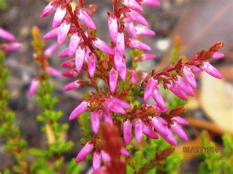 Calluna Vulgaris Bonita