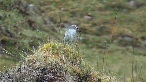 Plain Capped Ground Tyrant Dormilona Cenicienta Muscisaxicola Alpinus