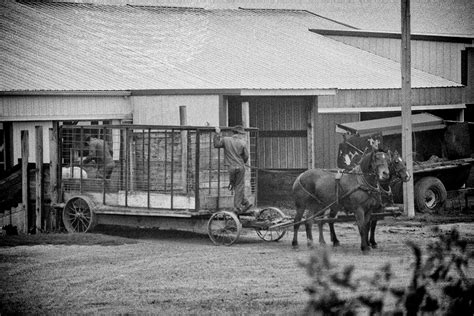 Amish, Kalona, Iowa - Bob Eckert Photography