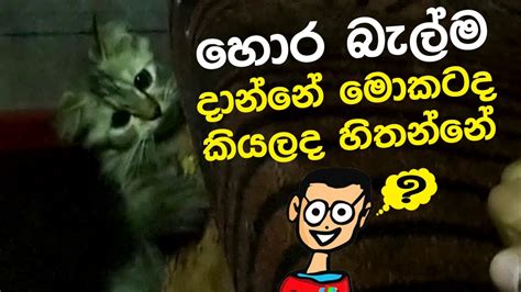 හොරෙන් බලන්නේ ඇයි කියලද හිතන්නේ 😂😂😂 Youtube