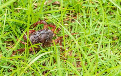 crab walking in the garden 11203951 Stock Photo at Vecteezy