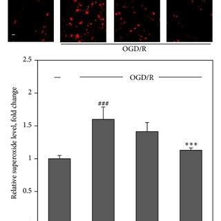 Effects Of Formononetin On ROS And Superoxide Production In Cardiac