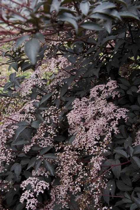 Sambucus Nigra Black Beauty Vlier Vlierbes Bloemenpark Appeltern