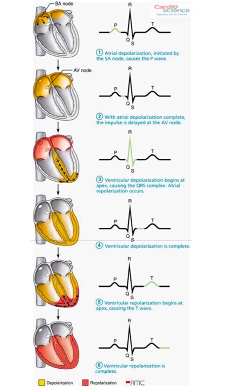 Img 2 4 Despolarización Y Repolarización Cardiaca En El Ecg Cardio