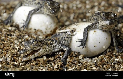 Three Endangered Morelets Crocodiles Hatch From Their Eggs At The