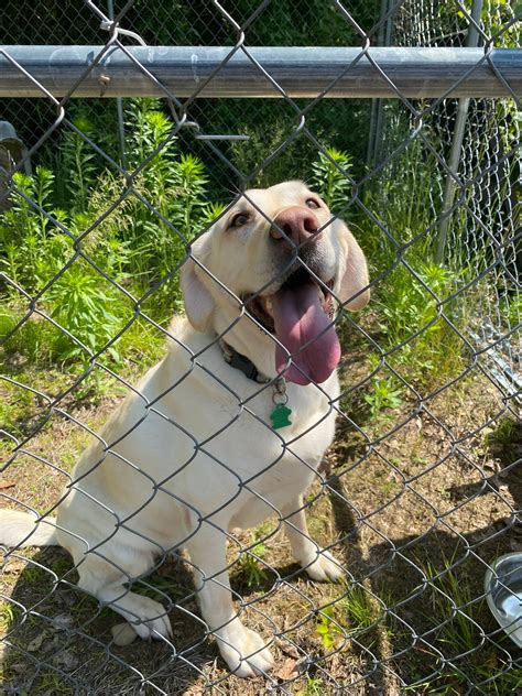 Granite State Dog Recovery... - Granite State Dog Recovery