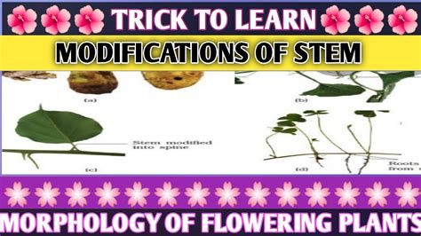 Trick To Learn Modifications Of Stemmorphology Of Flowering Plants