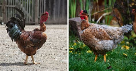 Turken Naked Neck Chicken Breed Info Where To Buy Chicken