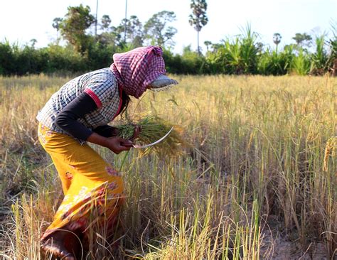 Cambodia S Rice Exports To China Continue To Rise In First 4 Months