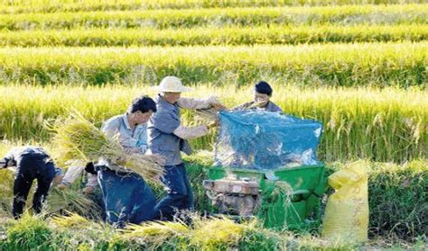 明年，這幾個難題依舊會困擾著農民，幾乎「無解」！ 每日頭條