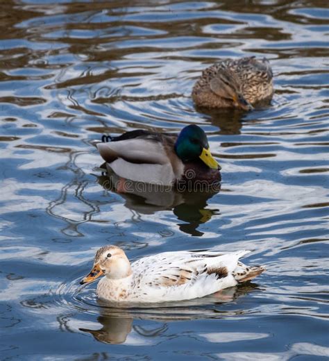 Leucistic Albino White Female Mallard Duck In The Water Stock Image