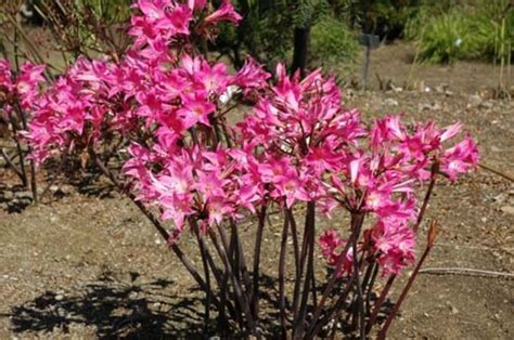 How To Grow Naked Lady Lilies Or Amaryllis Belladonna Amaryllis Lily Seeds Bulb Flowers