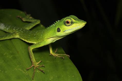 Bronchocela Cristatella Green Crested Lizard Singapore Flickr