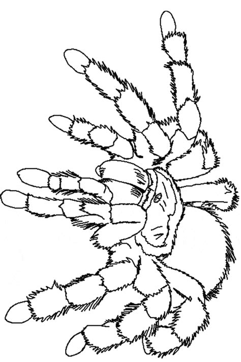 Tarantula Coloring Page Animals Town Animals Color Sheet