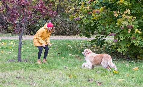 Le Chien Reconna T Il La Voix De Son Ma Tre