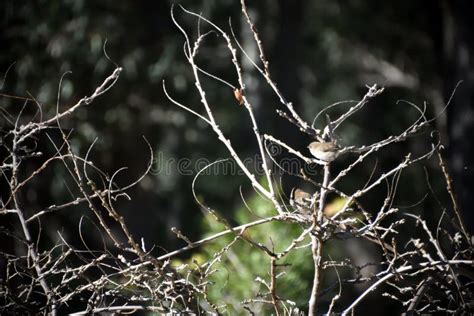 Superb Fairy-Wren stock image. Image of tiny, brown - 137549837