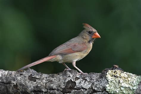 Bird Female Northern Cardinal - Free photo on Pixabay - Pixabay