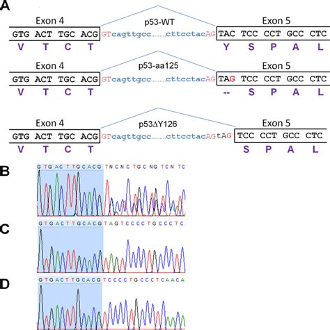 Sequence Analysis Of The C G Mutation In P Protein A Schematic