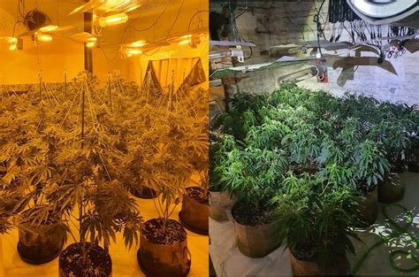 Cannabis Grow With Over 200 Plants Discovered In Broadgate Blog Preston