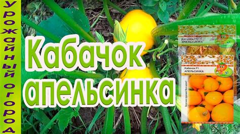 КАБАЧОК - АПЕЛЬСИНКА!УДАЧНАЯ НОВИНКА! - YouTube