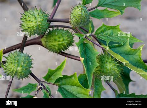 Thorn Apple Jimson Weed Datura Datura Stramonium Spiny Capsules