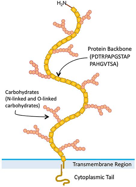 Frontiers Muc1 Mucin A Putative Regulatory Checkpoint Molecule Of T Cells