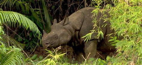 The Javan Rhinoceros | Critter Science