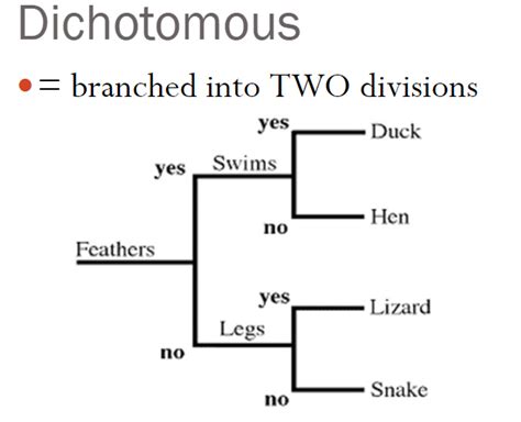 Dichotomous Keys Complete Guide Edrawmax