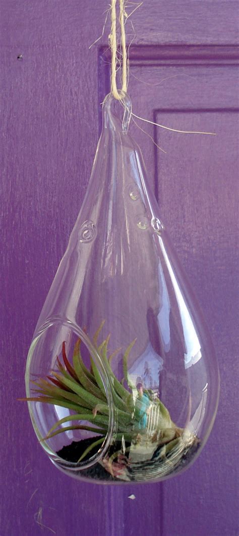 Tear Drop Orb Hanging Air Plant Planter Kit 5 Inches Etsy