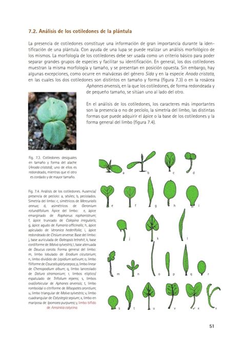 Malas hierbas en plántula Guía de identificación