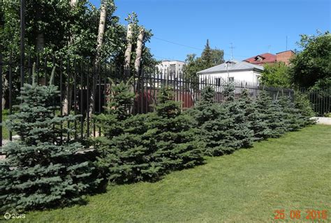 Елки вдоль забора (45 фото) - фото - картинки и рисунки: скачать бесплатно
