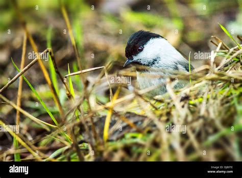 The Marsh Tit Poecile Palustris Stock Photo Alamy