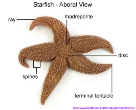 Lab 17 Phyla Echniodermata And Chordata Flashcards Quizlet