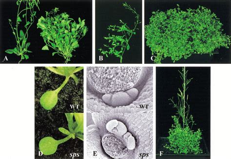 Control Of Axillary Bud Initiation And Shoot Architecture In