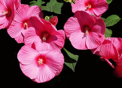 Pink Clouds Hardy Hibiscus Framed Prints By Kkmarais Redbubble