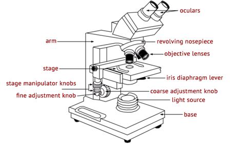 Binocular Microscope Sketch at PaintingValley.com | Explore collection ...