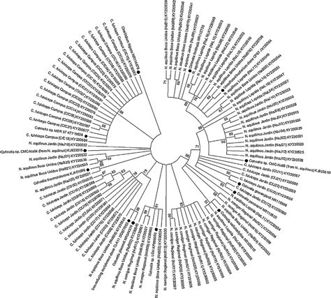 Phylogenetic Tree Inferred By The Maximum Likelihood Method Based On