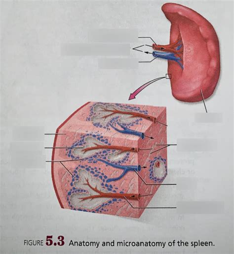 Anatomy And Micro Anatomy Of The Spleen Diagram Quizlet