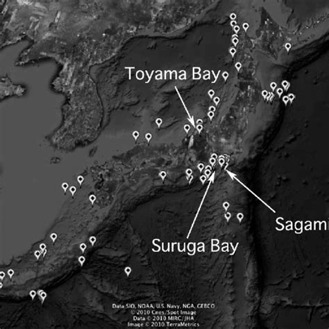 Predatory tunicate, Megalodicopia hians . a: Predatory tunicates ...